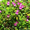 Azalea simple