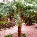 Phoenix roebelinii-Palmera datilera pigmea-Palmera enana