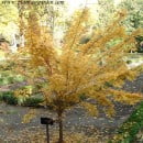 Acer palmatum