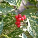 Aucuba japonica-Aucuba