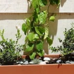 Buxus sempervirens Festuca glauca y Passiflora con piedra bola en fibrocemento