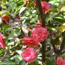 Camellia japonica, la Camelia