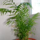 Chamaedorea elegans-Palma de interior-Palma camedor