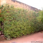 Citrus sinensis como cerco podado