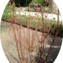 Cornus alba,Cornejo