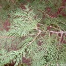 Cupressocyparis leylandii, Ciprés de Leyland