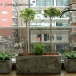 Eugenia Buxus y Azales en contenedores de fibrocemento sin permeabilizar