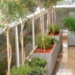 Eugenias  podadas en arbolito formando un ritmo y Buxus con granza roja en la superficie