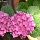 Hydrangea macrophylla-Hortensia-Hortensia de Jardin