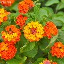 Lantana camara-Lantana, Bandera española