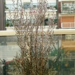 Leptospermun scoparium Red Mask
