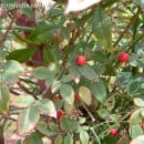 Nandina domestica-Nandina