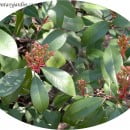 Photinia fraseri, la Fotinia