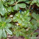 Pittosporum tobira-Azarero-Azahar de China-Pitosporo