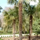 Trachycarpus fortunei-Pamito elevado