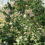 Viburnum tinus Compactum