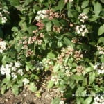 Viburnum tinus Compactum detalle follaje y flores