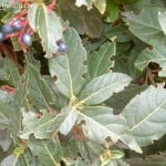 Viburnum tinus mordidas de hormigas