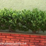 bordura de Buxus sempervirens
