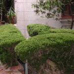 cerco de Buxus sempervirens