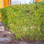 cerco de Duranta