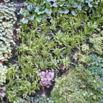 pared de plantas pared de plantas