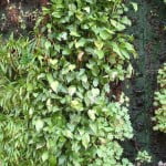 pared de plantas pared de plantas con Ophiopogon nigrescens
