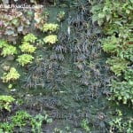 pared de plantas pared de plantas con Helechos