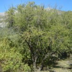 Acacia caven Aromo