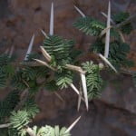 Acacia caven detalle de espinas