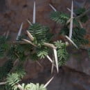 Acacia caven-Espinillo-Aromo