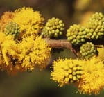 Acacia caven detalle flores