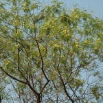 Acacia visco. Foto: Wikipedia