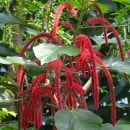 Acalypha hispida-Cola de zorro-Cola de gato
