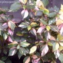 Acalypha wilkesiana-Acalifa
