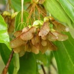 Acer buergerianum semillas Foto Wikipedia