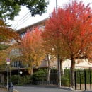 Acer buergerianum-Acer tridentado-Arce tridente
