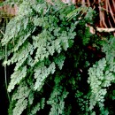 Adiantum capillus veneris-Culandrillo de pozo
