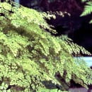 Adiantum radiian