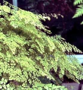 Adiantum radiian