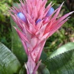 Aechmea fasciata. Foto: Wikipedia
