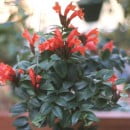 Aeschynanthus lobbianus-Jazmín de Cuba