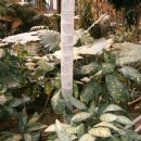 Aglaonema commutatum-Aglaonema