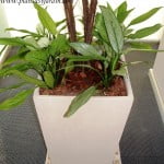 Aglaonema con chips en piramidal piedra paris y granza blanca