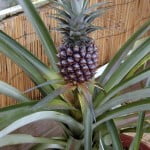 Ananas cosmosus