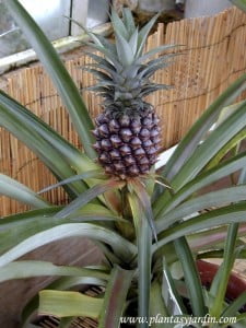Ananas cosmosus