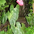 Anthurium scherzeriaum-Andraeanum-Anturio