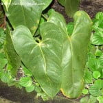 Anthurium andraeanum detalle hojas grandes y acorazonadas
