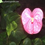 Anthurium andraeanum en flor