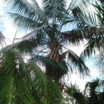 Palmeras Media Sombra